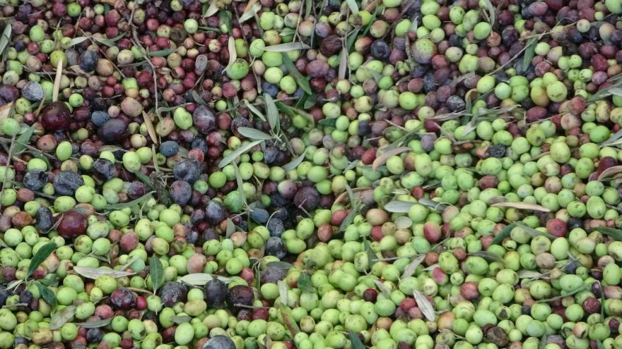 Zeytini kuraklık vurdu