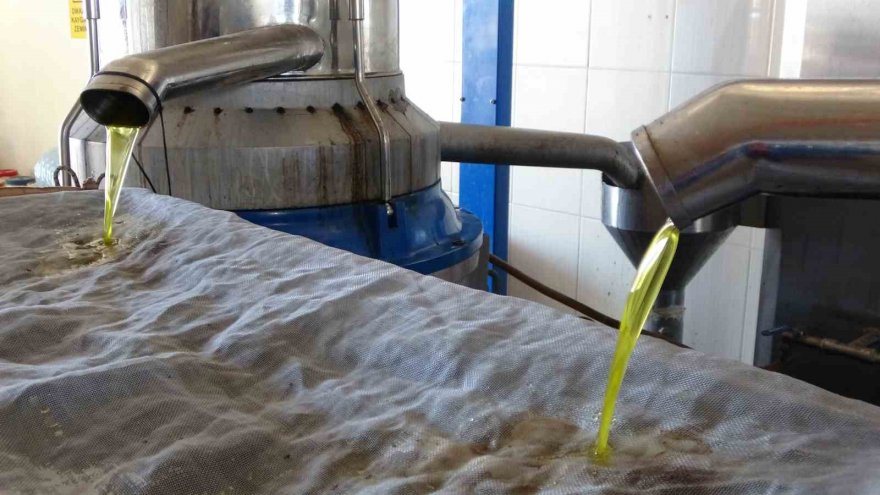 Zeytini kuraklık vurdu