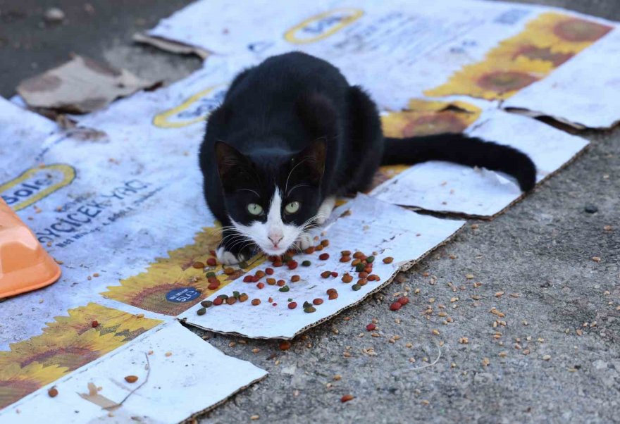 Kanser hastası kadın hayata hayvanlarla tutunuyor