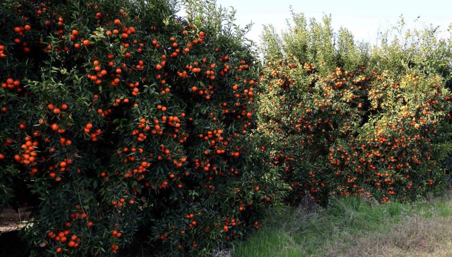 Adana’da mandalina yüz güldürüyor