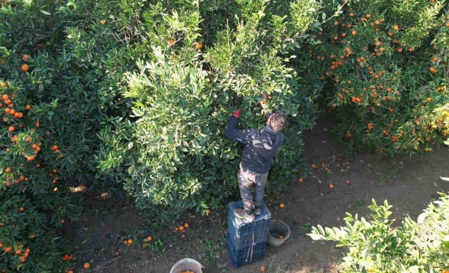 Adana’da mandalina yüz güldürüyor