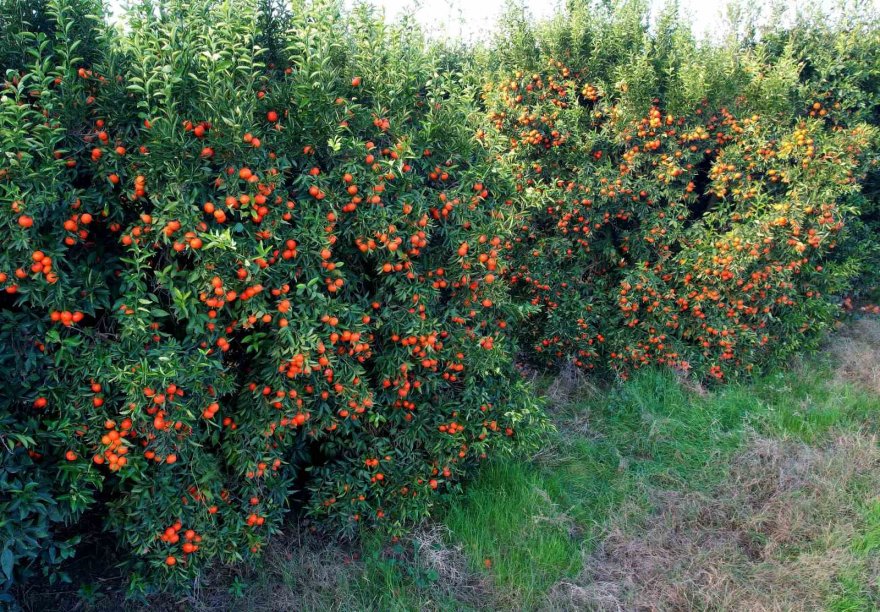 Adana’da mandalina yüz güldürüyor