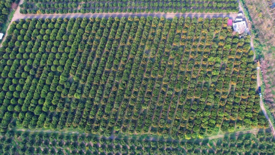 Adana’da mandalina yüz güldürüyor