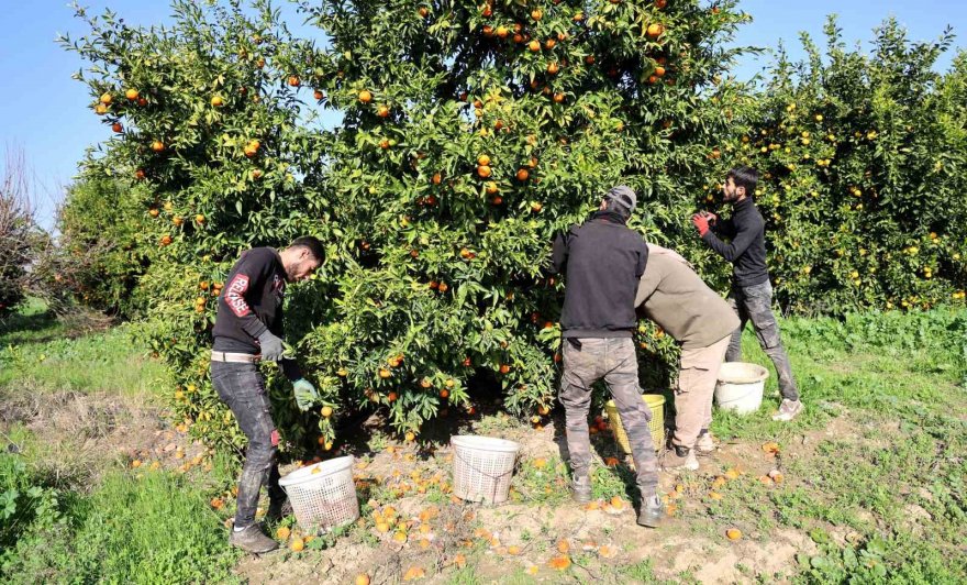 Adana’da mandalina yüz güldürüyor