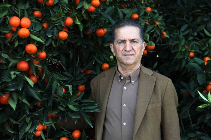 Adana’da mandalina yüz güldürüyor