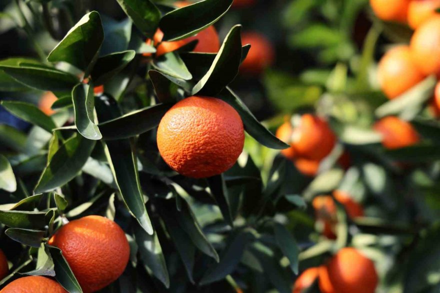 Adana’da mandalina yüz güldürüyor
