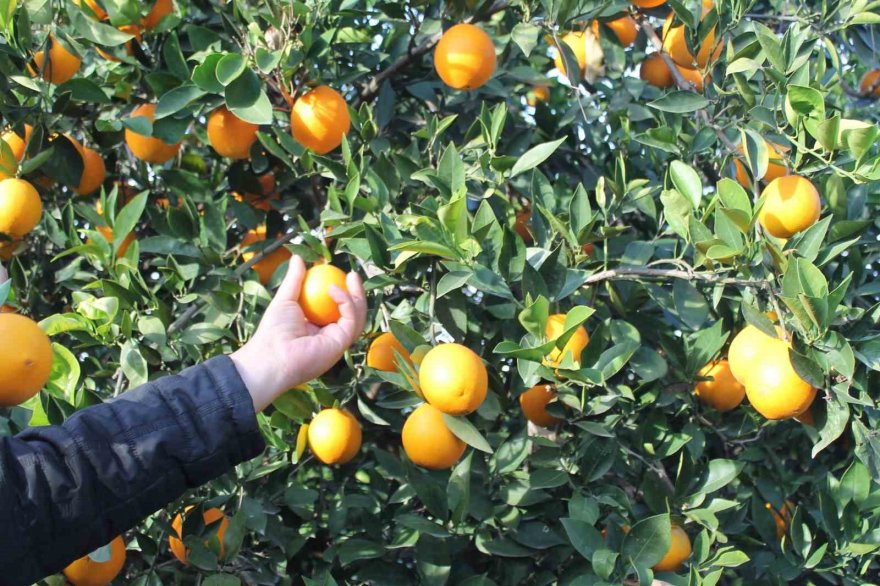 Kozanlılardan veryansın: Bahçede 3 TL, markette 45 TL