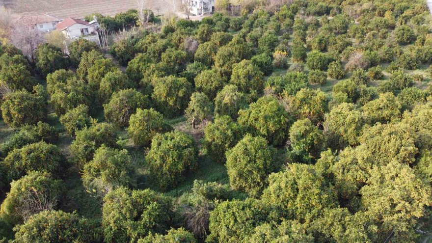 Kozanlılardan veryansın: Bahçede 3 TL, markette 45 TL