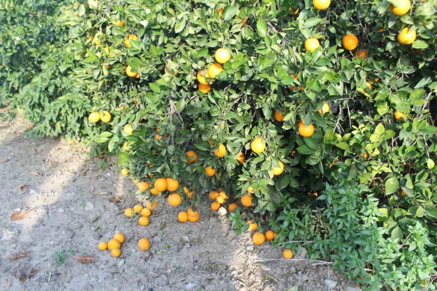 Kozanlılardan veryansın: Bahçede 3 TL, markette 45 TL