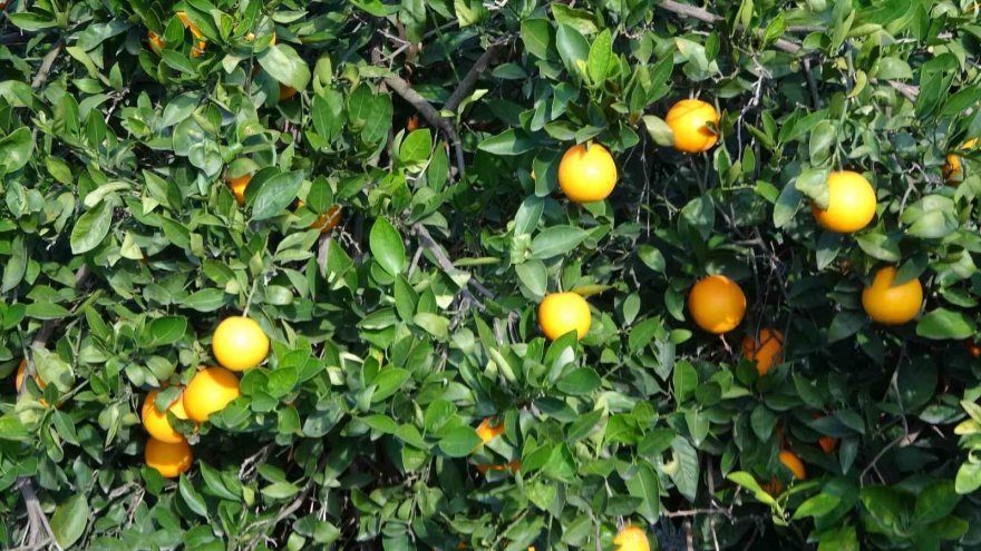 Kozanlılardan veryansın: Bahçede 3 TL, markette 45 TL