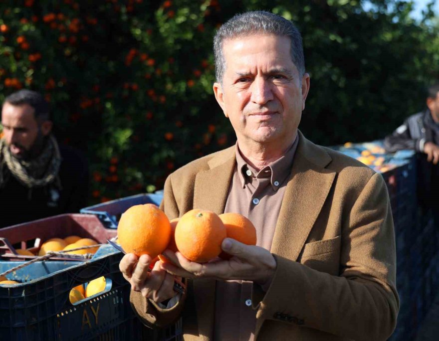 Adana’da yetişen portakallar dünyanın dört bir yanına ihraç ediliyor