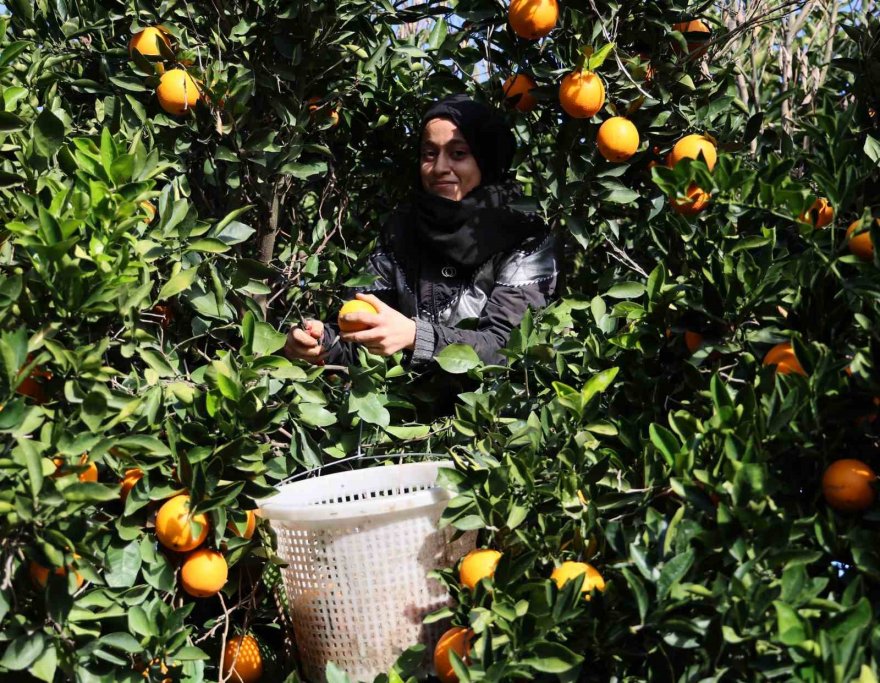 Adana’da yetişen portakallar dünyanın dört bir yanına ihraç ediliyor