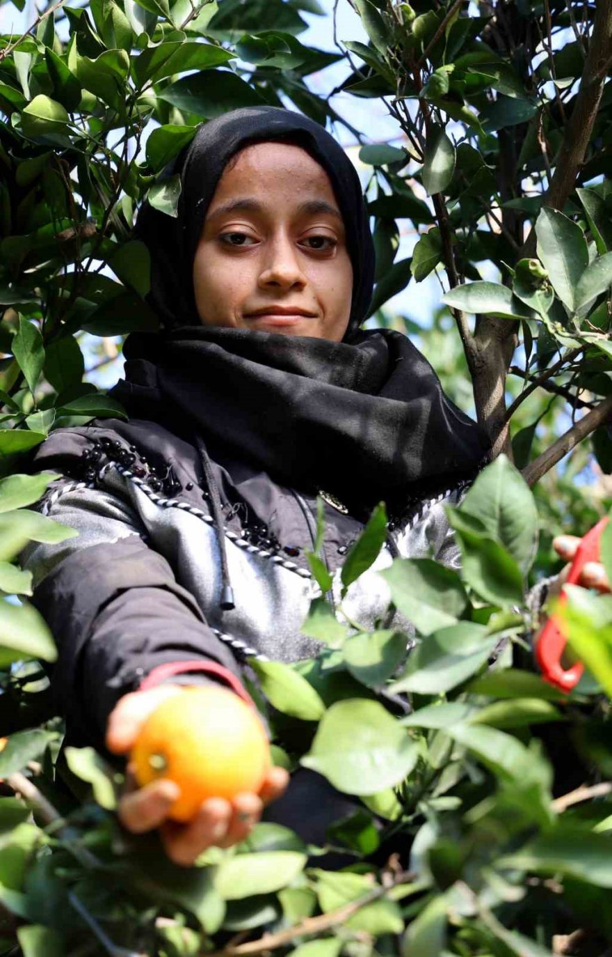 Adana’da budama işçilerine günlük 750 lira yevmiye