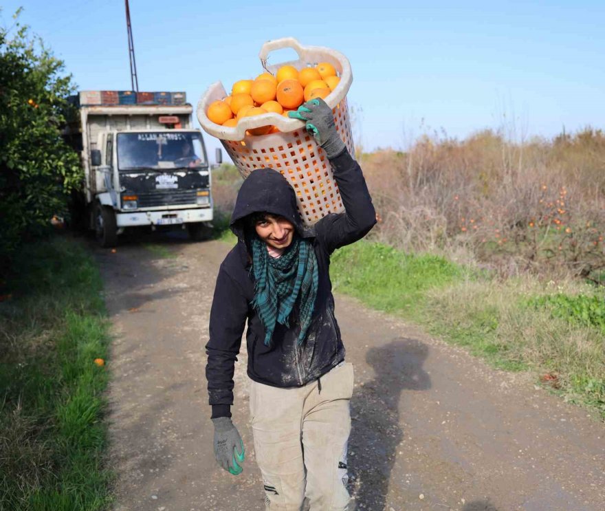 Adana’da budama işçilerine günlük 750 lira yevmiye