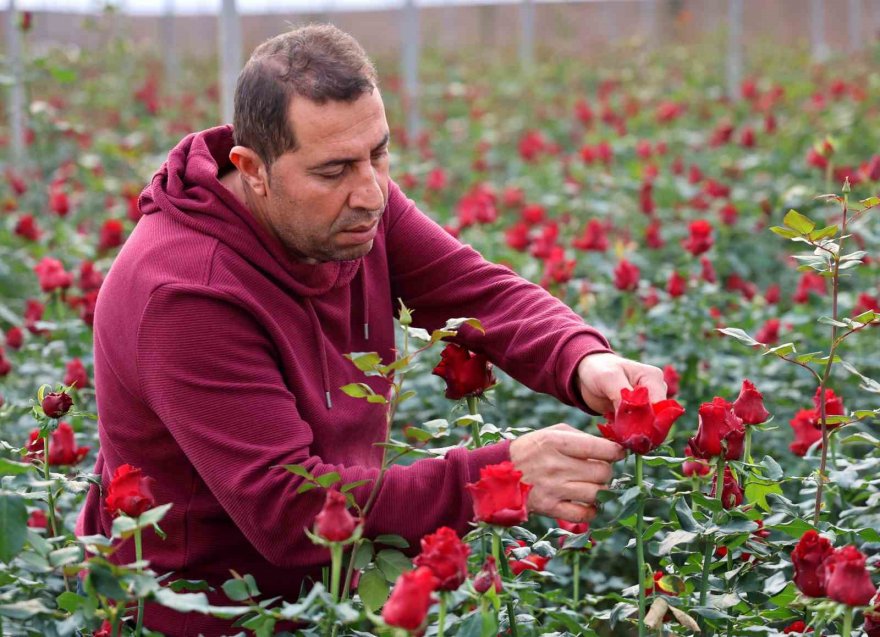 Gül, rekolte ve fiyatıyla üreticileri memnun ediyor
