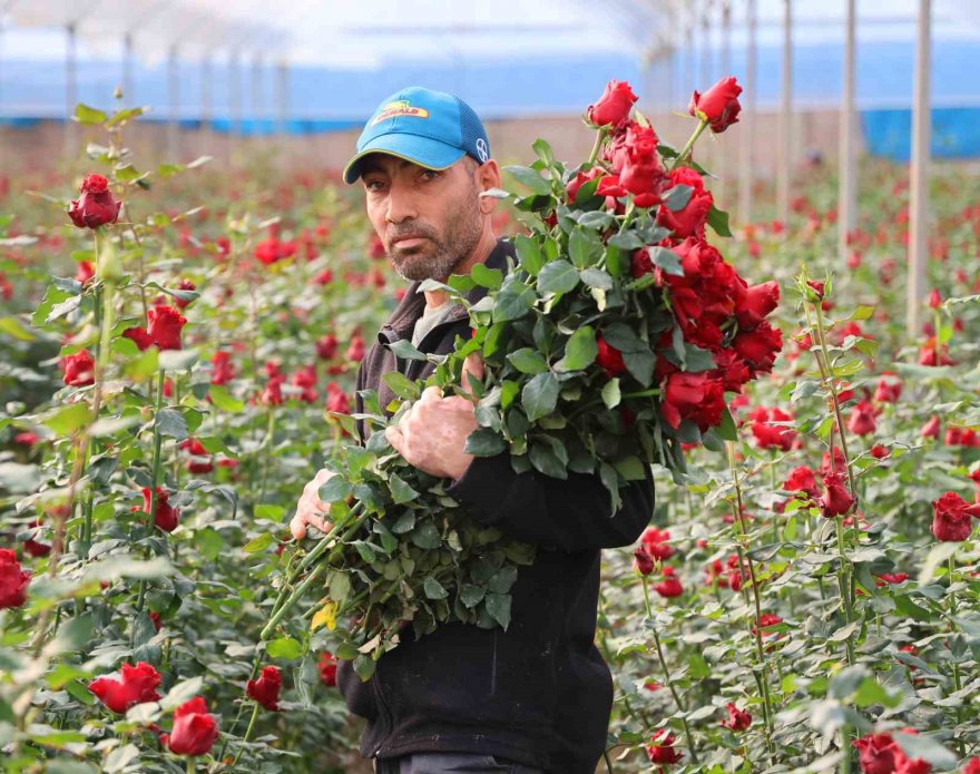 Gül, rekolte ve fiyatıyla üreticileri memnun ediyor