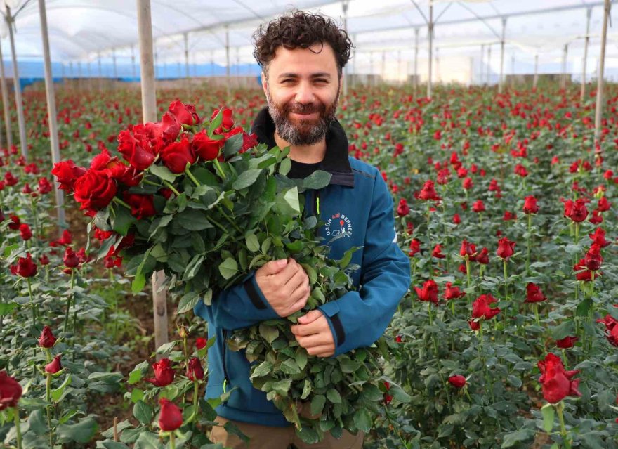 Gül, rekolte ve fiyatıyla üreticileri memnun ediyor