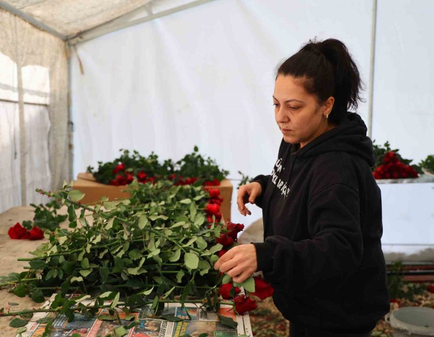 Gül, rekolte ve fiyatıyla üreticileri memnun ediyor