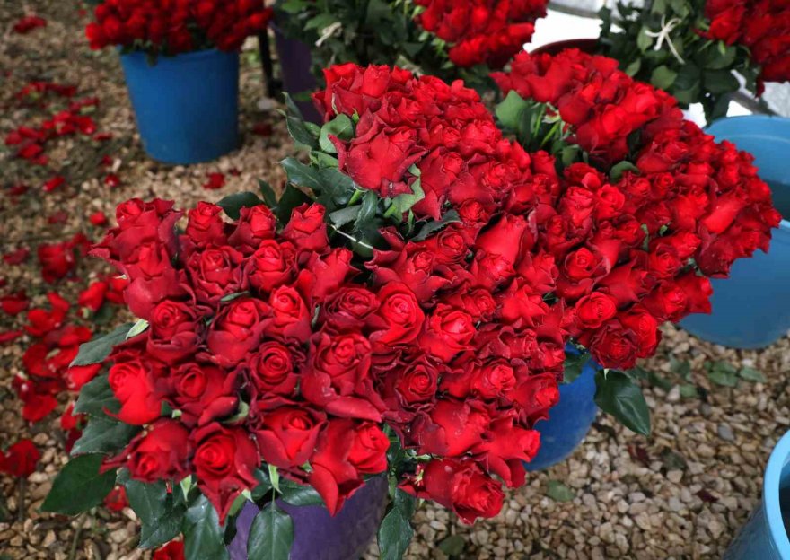 Gül, rekolte ve fiyatıyla üreticileri memnun ediyor