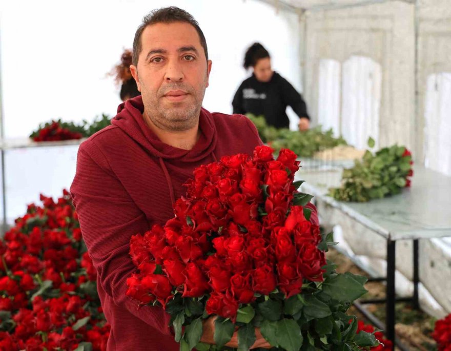 Gül, rekolte ve fiyatıyla üreticileri memnun ediyor