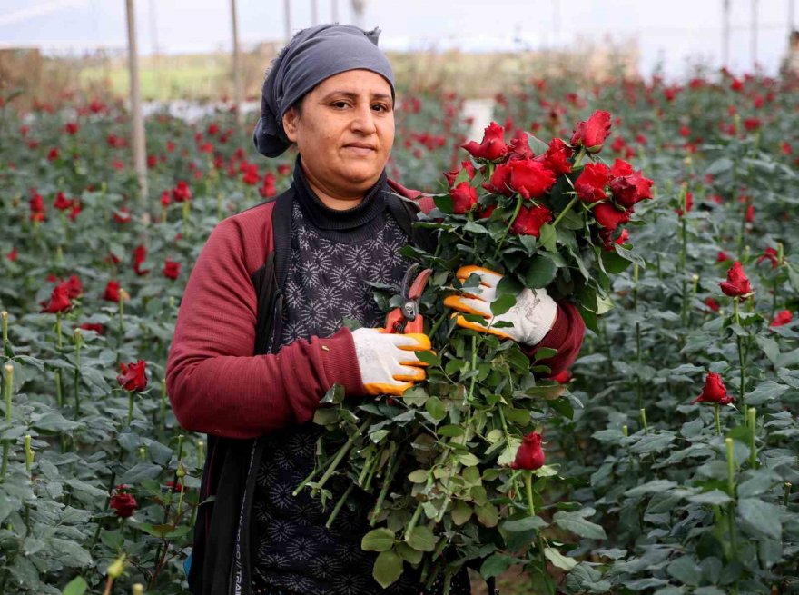 Gül, rekolte ve fiyatıyla üreticileri memnun ediyor