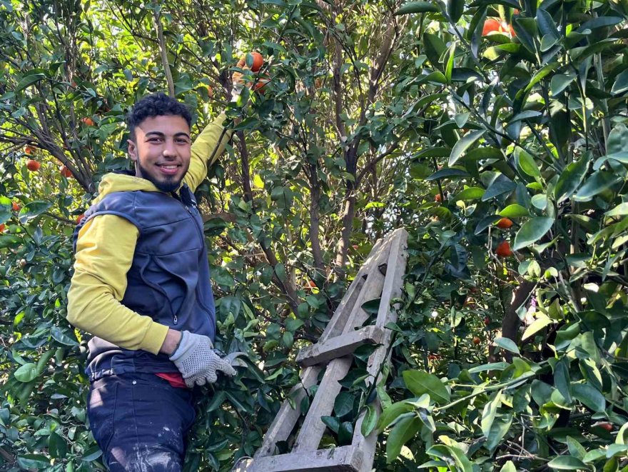 Adana mandalinası dünya mutfağını süslüyor