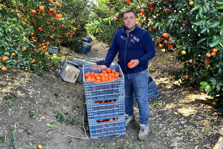 Adana mandalinası dünya mutfağını süslüyor