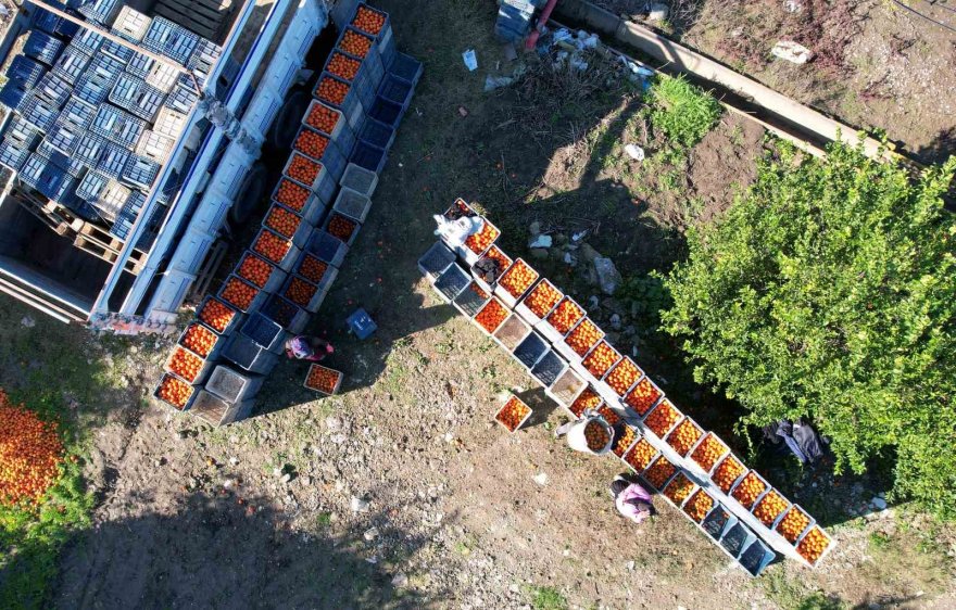 Adana mandalinası dünya mutfağını süslüyor