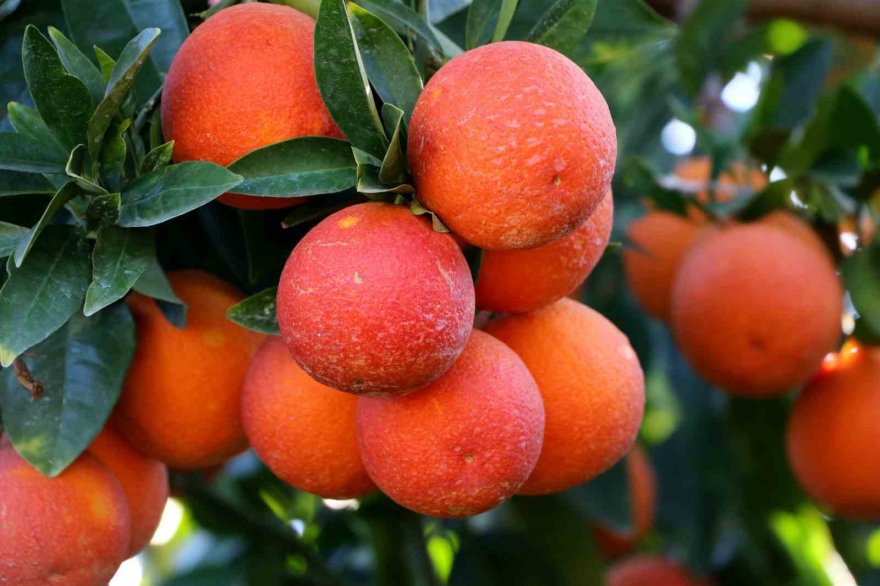 Adana'da bu portakaldan kan akıyor