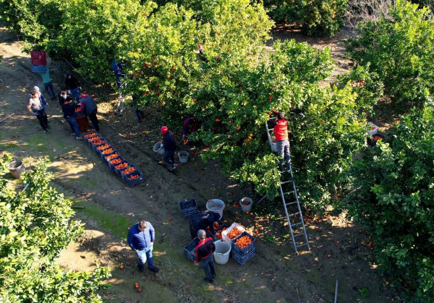 Adana'da bu portakaldan kan akıyor