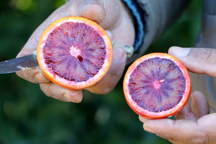 Adana'da bu portakaldan kan akıyor