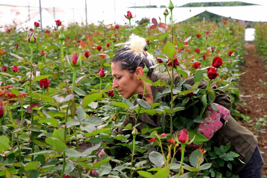 Gül Adana'da seralarda 25, çiçekçilerde 100-150 lira