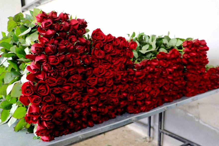 Gül Adana'da seralarda 25, çiçekçilerde 100-150 lira