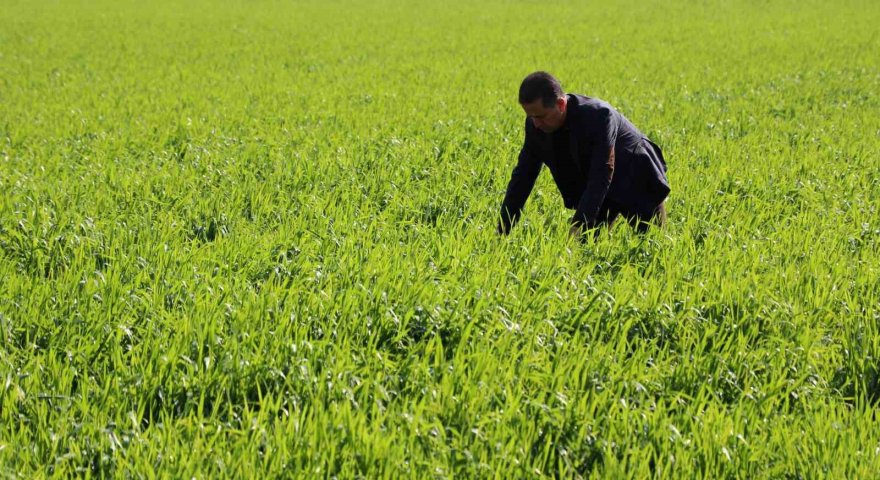 Buğday bu sene yüz güldürecek
