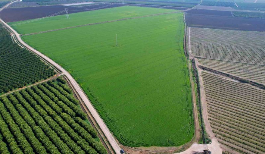 Buğday bu sene yüz güldürecek