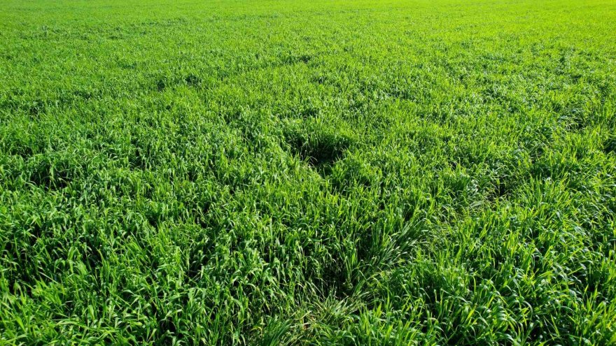 Buğday bu sene yüz güldürecek