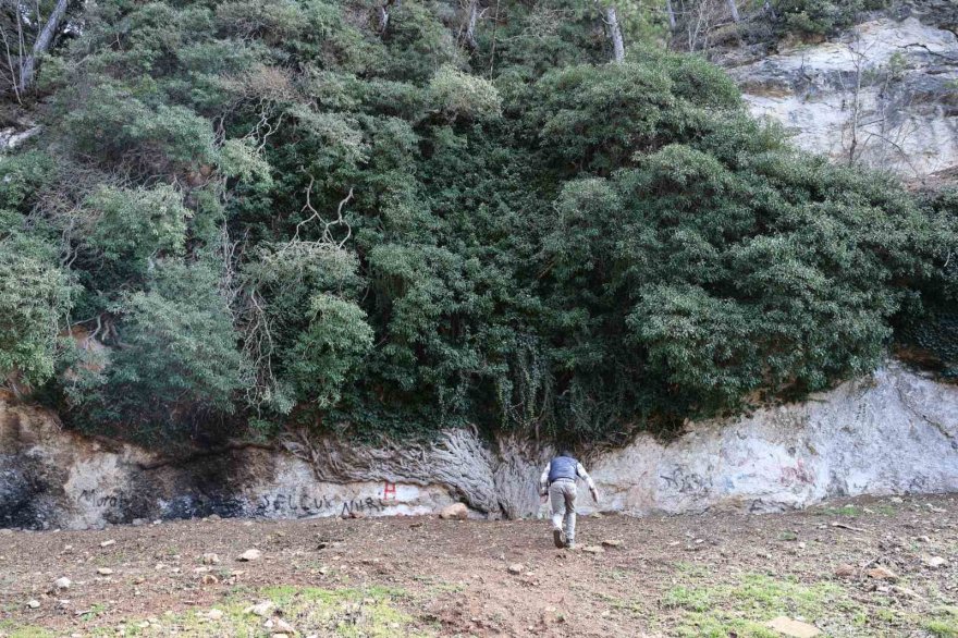 4 bin yıllık sarmaşık görenleri mest ediyor