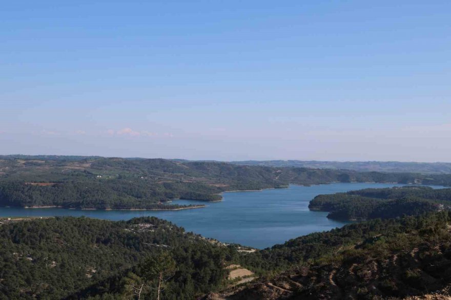 4 bin yıllık sarmaşık görenleri mest ediyor