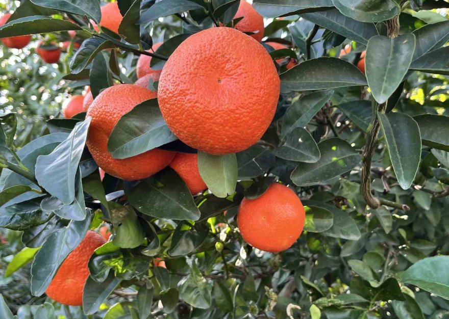 Adanalı çiftçiler yeşillenme hastalığına karşı teyakkuzda