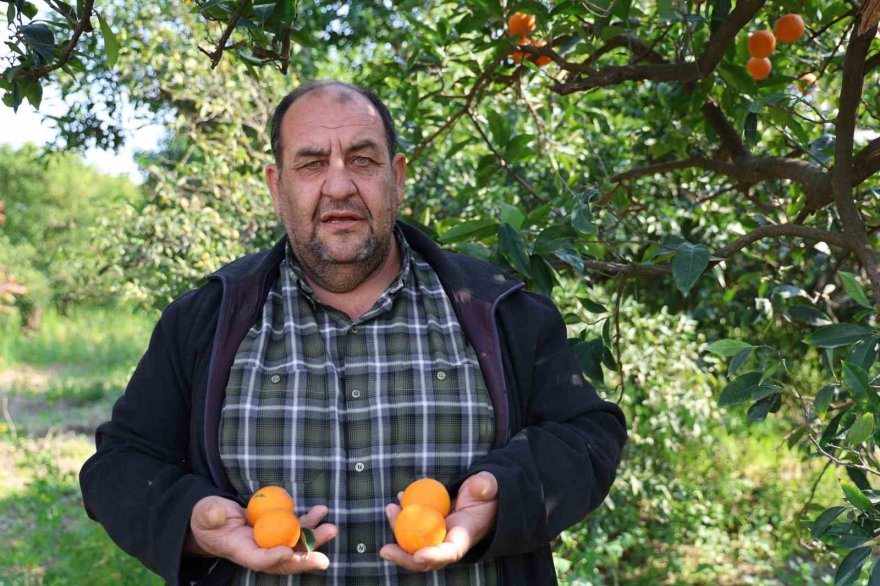 Adana’da para etmeyen narenciye bahçede kaldı