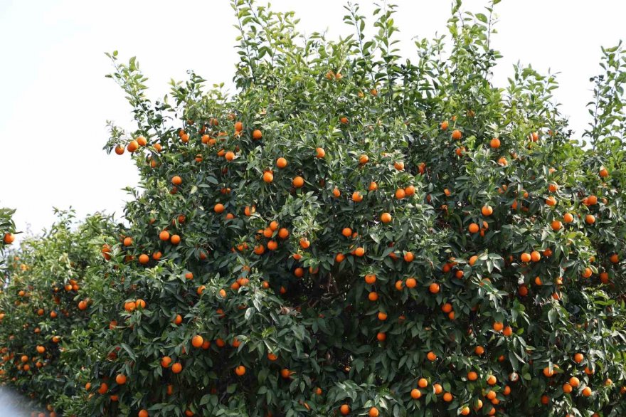 Adana’da para etmeyen narenciye bahçede kaldı