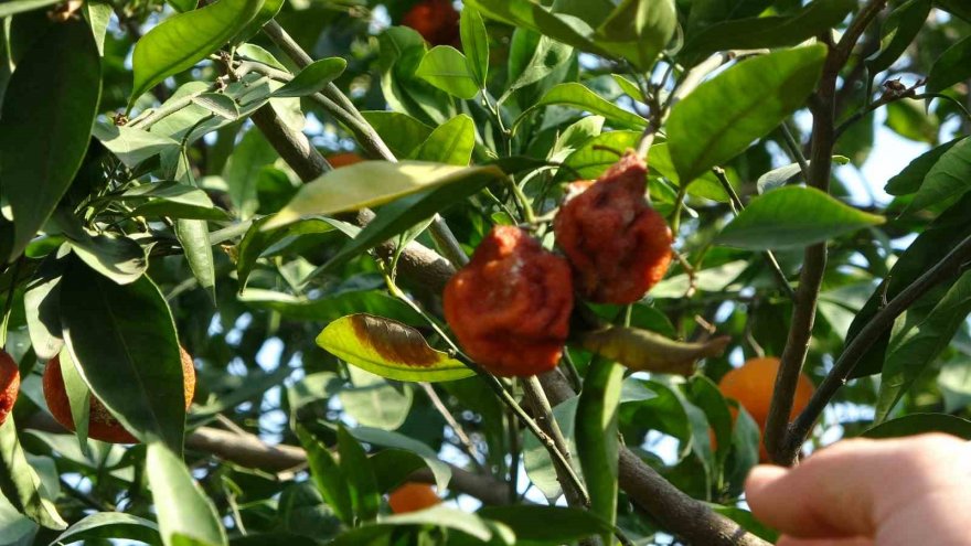 Adana’da para etmeyen narenciye bahçede kaldı