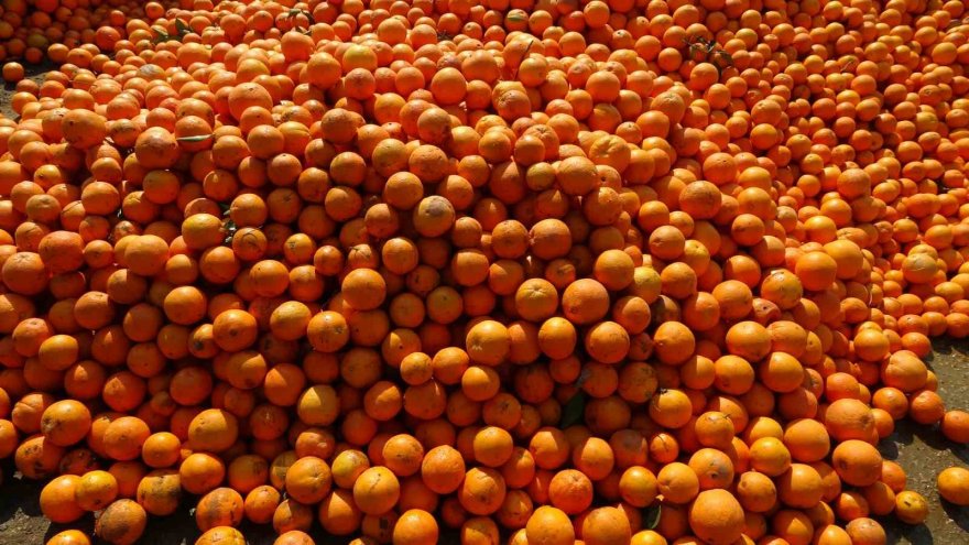 Adana’da para etmeyen narenciye bahçede kaldı