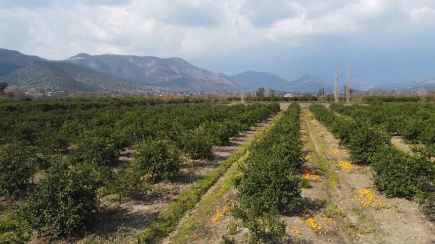 Adana’da para etmeyen narenciye bahçede kaldı