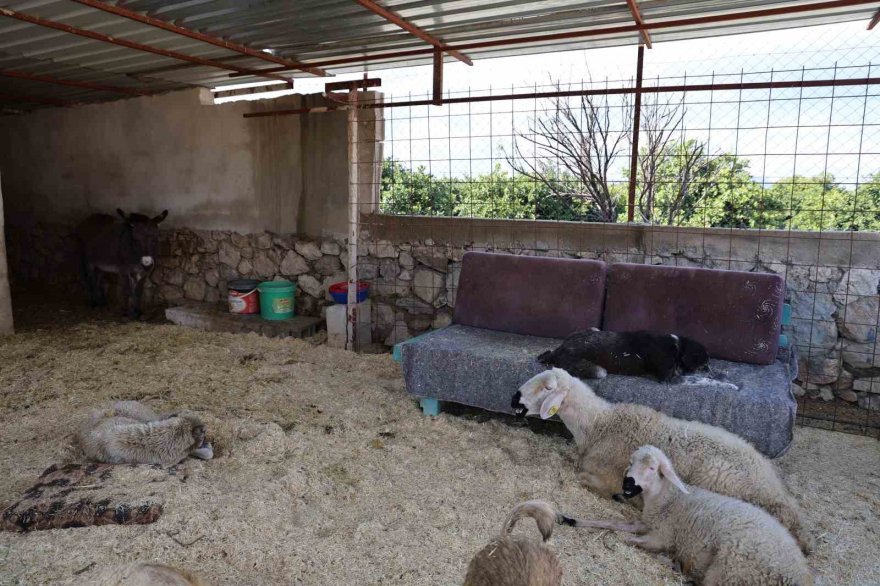 Yüzde 70’i engelli 254 sokak hayvanına yuva kurdu