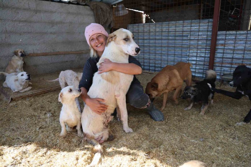 Yüzde 70’i engelli 254 sokak hayvanına yuva kurdu