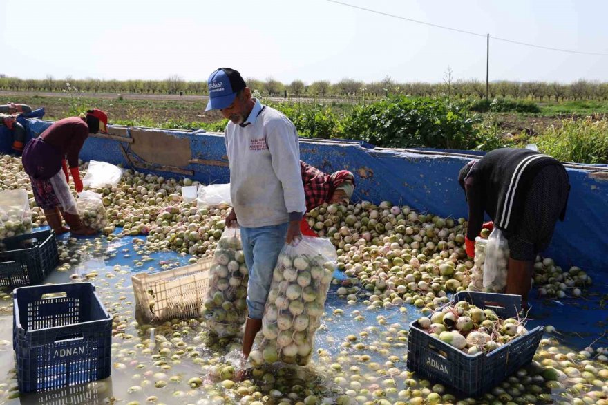 Adana’da yetişen turp, pırasa ve ıspanaklar deprem bölgesi Malatya’dan talep görüyor