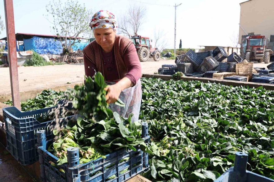 Adana’da yetişen turp, pırasa ve ıspanaklar deprem bölgesi Malatya’dan talep görüyor