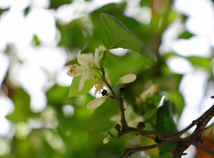 Adana’yı narenciye çiçeği kokusu sardı