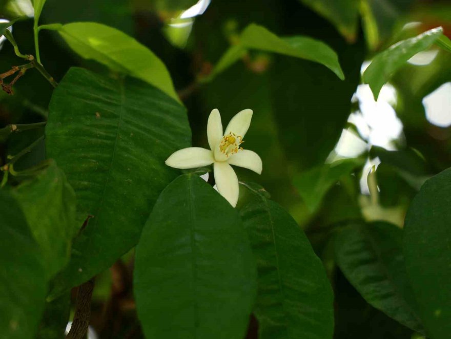 Adana’yı narenciye çiçeği kokusu sardı